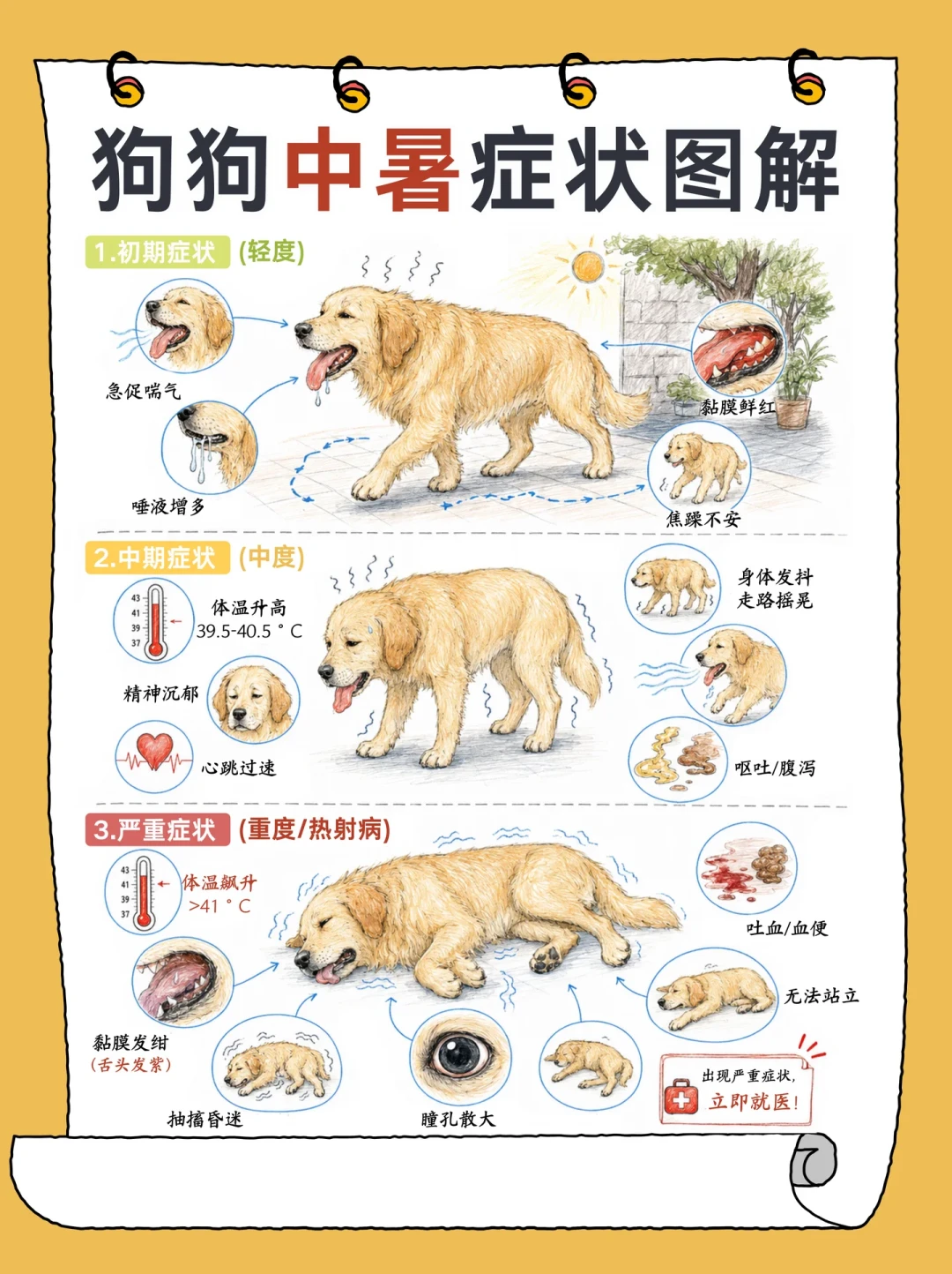 大型犬家庭熬三伏:气温35℃不可怕,烫到能煎蛋的地面才可怕
