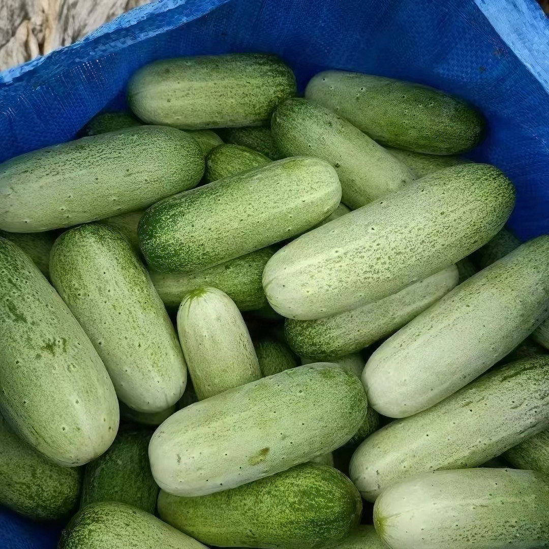 发苦的瓜,千万别下锅:这个夏天已有3个家庭中招,