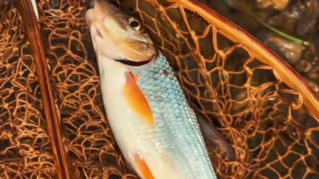 别急着入护:溪流微物常钓的16种鱼,我分成三张清单——放流表、带回家表、碰不得表