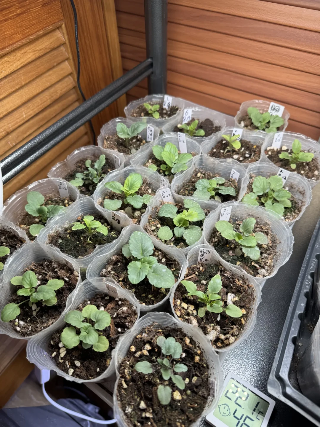 秋播草花开跑了，但广州还35℃：手里的草花种子现在播不播，看懂「发芽温度」这件事再说