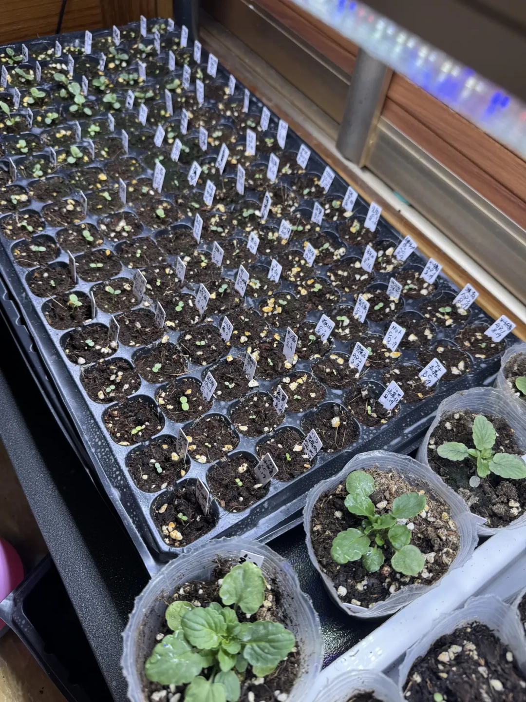 秋播草花开跑了，但广州还35℃：手里的草花种子现在播不播，看懂「发芽温度」这件事再说