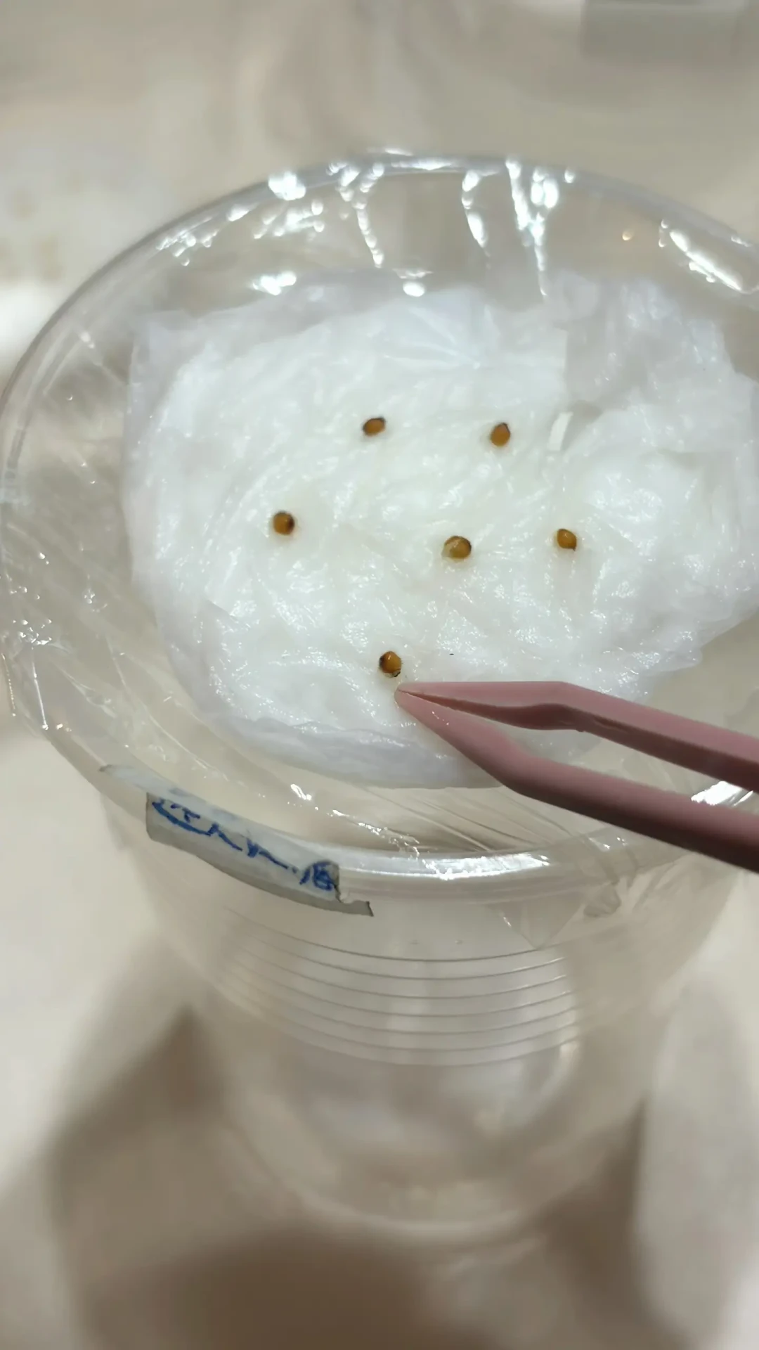 秋播草花开跑了，但广州还35℃：手里的草花种子现在播不播，看懂「发芽温度」这件事再说