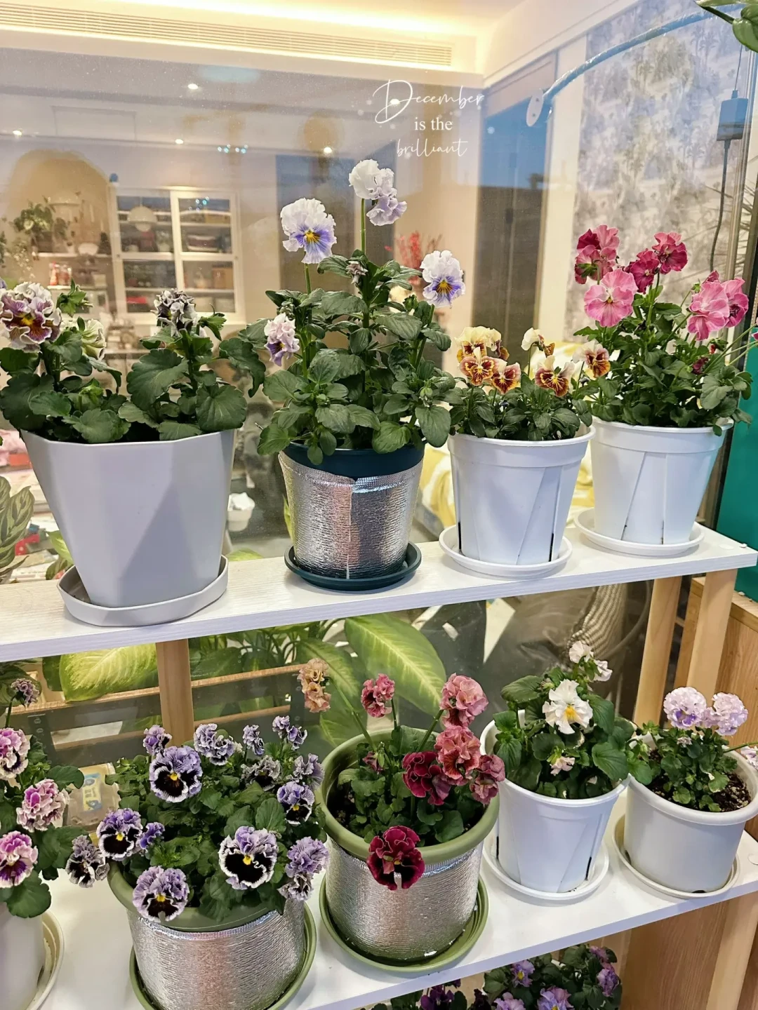 秋播草花开跑了，但广州还35℃：手里的草花种子现在播不播，看懂「发芽温度」这件事再说