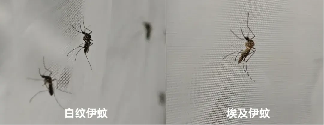 收到蚊媒预警短信,有人还在半夜点蚊香:传“两热”的蚊子白天咬人——翻了中疾控问答、广东疾控提醒和几十款驱蚊产品的成分表,哪些值得买、哪些是智商税、宝宝怎么护,一次说清