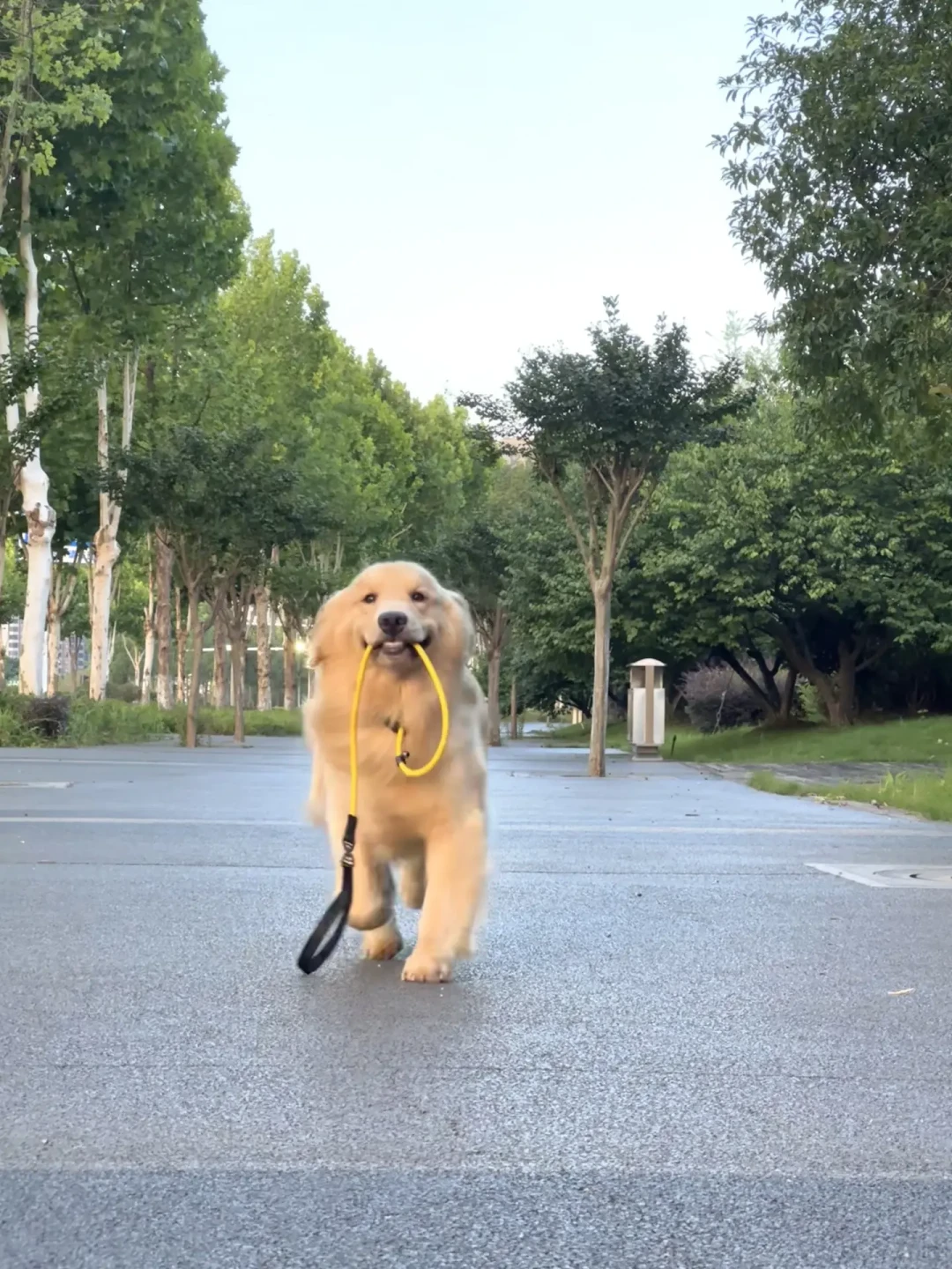北京卡35厘米，成都卡65厘米：最严养犬新规元年，养大狗先把这三张清单查一遍