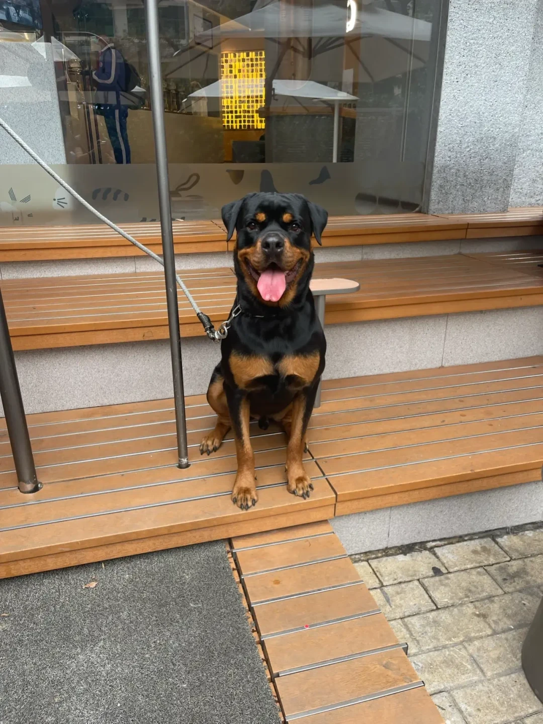 北京卡35厘米，成都卡65厘米：最严养犬新规元年，养大狗先把这三张清单查一遍