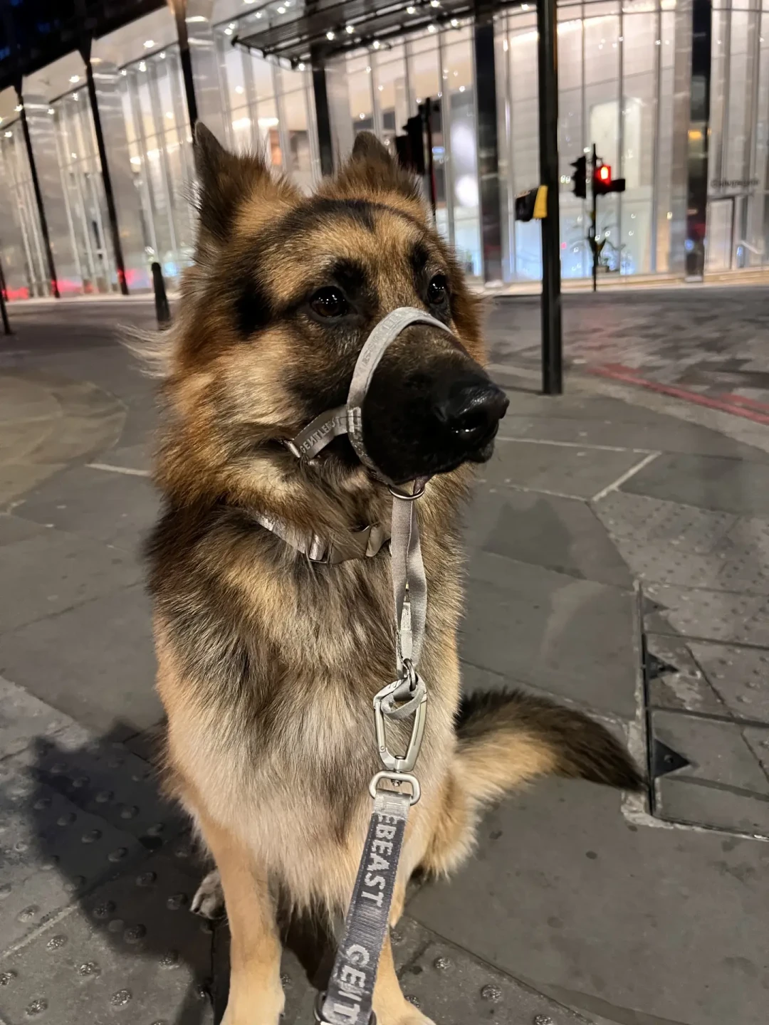 北京卡35厘米，成都卡65厘米：最严养犬新规元年，养大狗先把这三张清单查一遍
