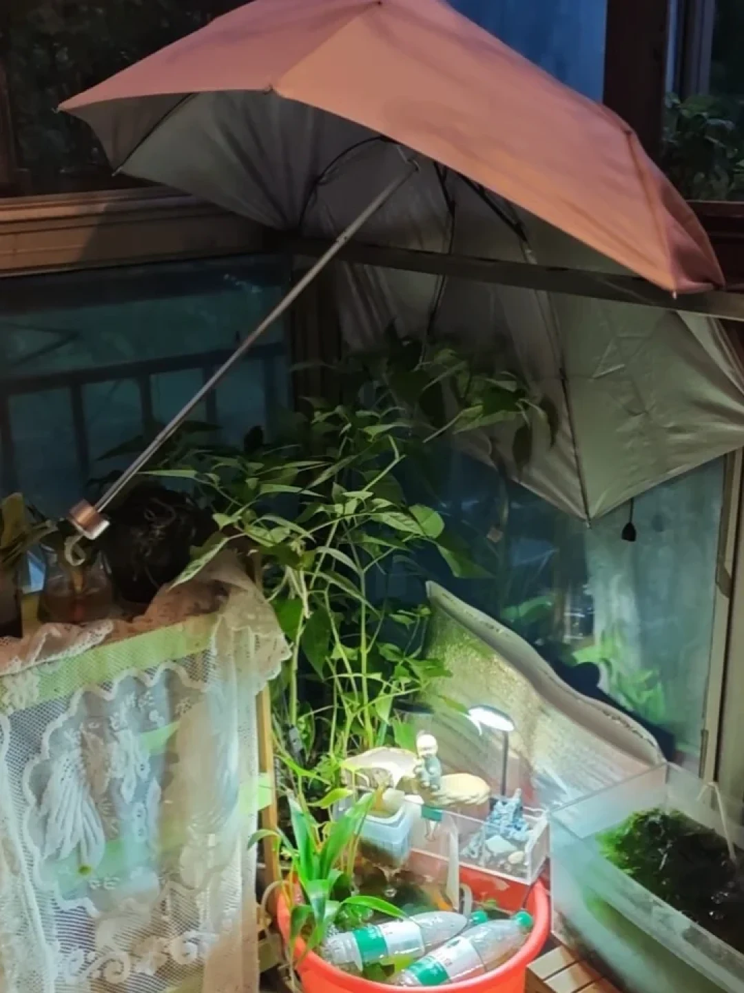 加冰只降2度,换水当场团灭:高温天最容易做错的3步急救,正确顺序写好了