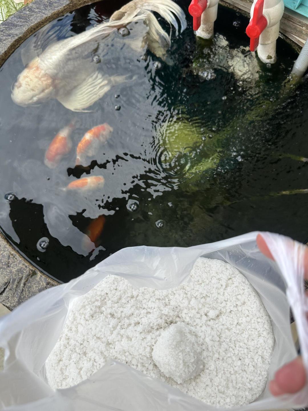 同一缸33度的水,孔雀鱼没事,兰寿在渡劫:翻完今夏四个平台的暴毙帖,我把常见8种鱼的耐热底牌整理出来了