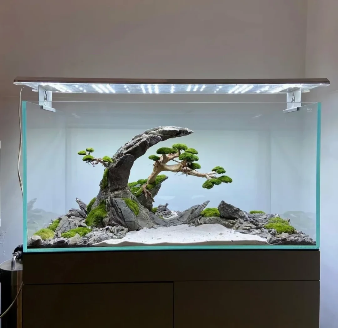 滤筒是草缸
