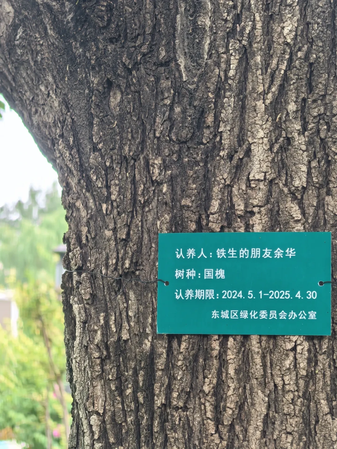 余华和史铁生的树，又被网友续费了：50块钱，去地坛认养一份“友谊”