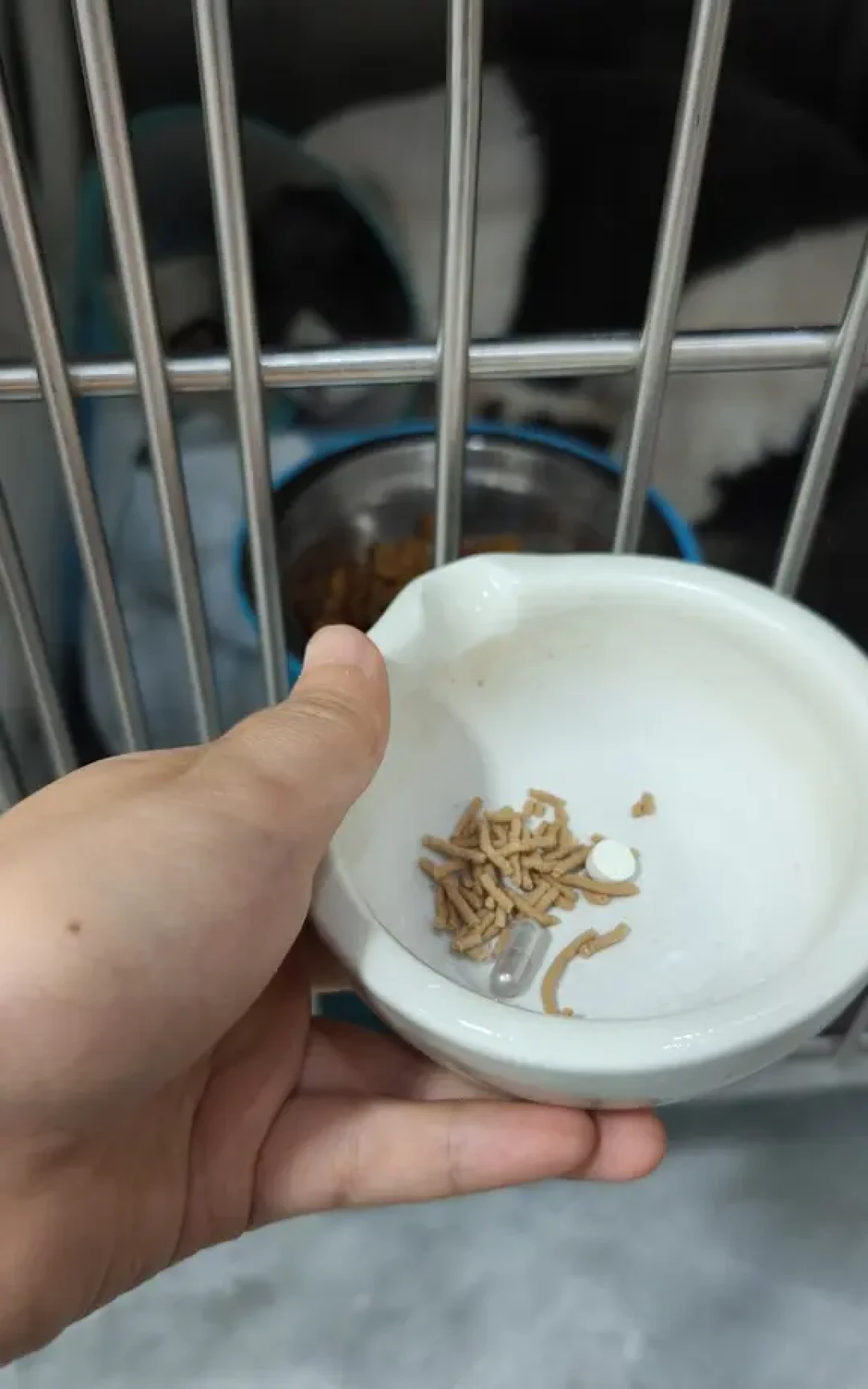 猫咪突然躲起来、不吃饭、频繁跑猫砂盆?不是作妖:入秋后是应激性尿闭高发期,这些信号出现了要立刻去医院