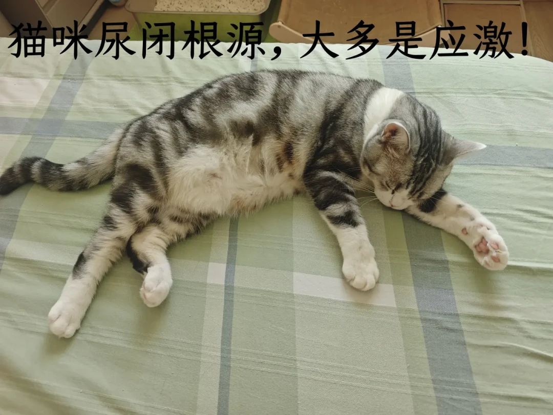 猫咪突然躲起来、不吃饭、频繁跑猫砂盆?不是作妖:入秋后是应激性尿闭高发期,这些信号出现了要立刻去医院