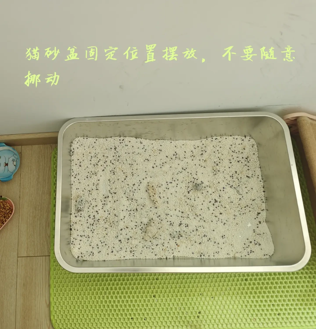 猫咪突然躲起来、不吃饭、频繁跑猫砂盆?不是作妖:入秋后是应激性尿闭高发期,这些信号出现了要立刻去医院