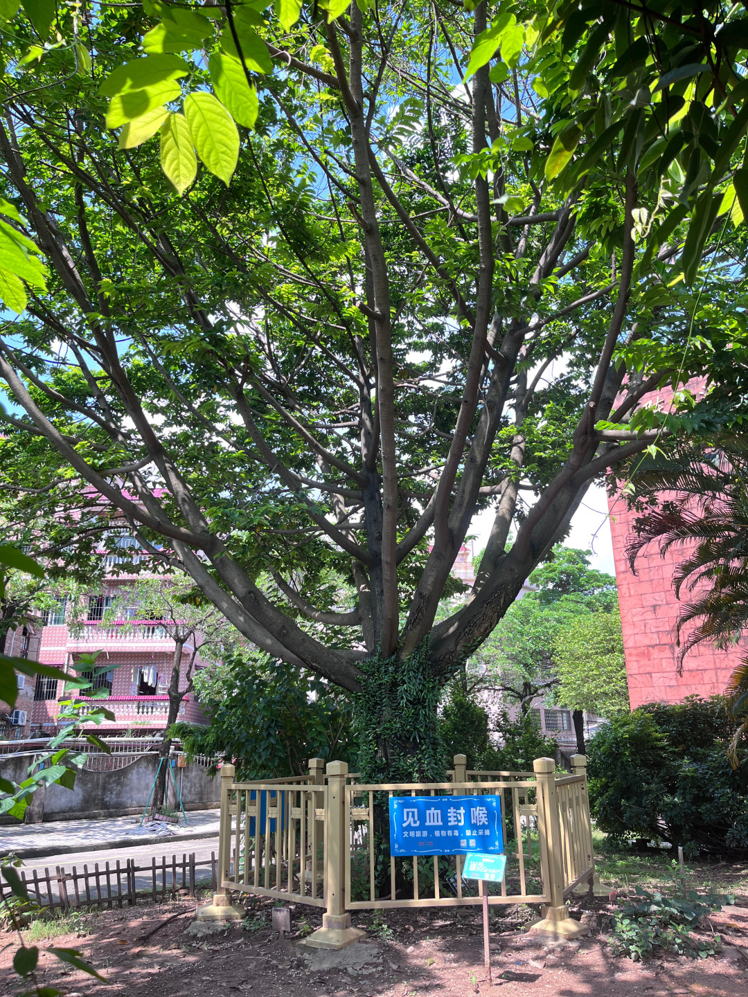 比同仁堂早69年、吉尼斯认证“全球最长寿药厂”:这家426岁广州药厂把工厂改成免费博物馆,怎么逛一篇说清