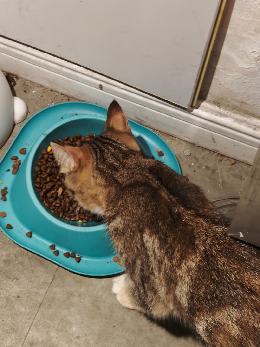 喂流浪猫被判赔24万,上海投喂人却让绝育“公费”了:我翻完3年社区TNR记录和本月免费绝育指标申请帖,整理出投喂人群的升级路线