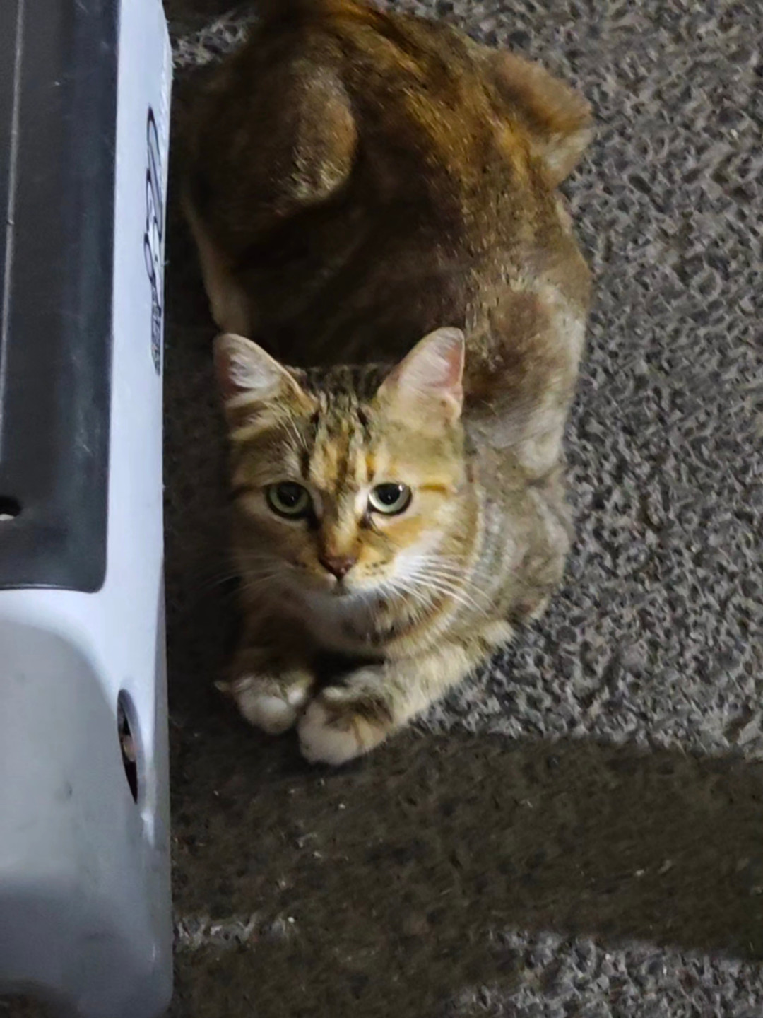 喂流浪猫被判赔24万,上海投喂人却让绝育“公费”了:我翻完3年社区TNR记录和本月免费绝育指标申请帖,整理出投喂人群的升级路线