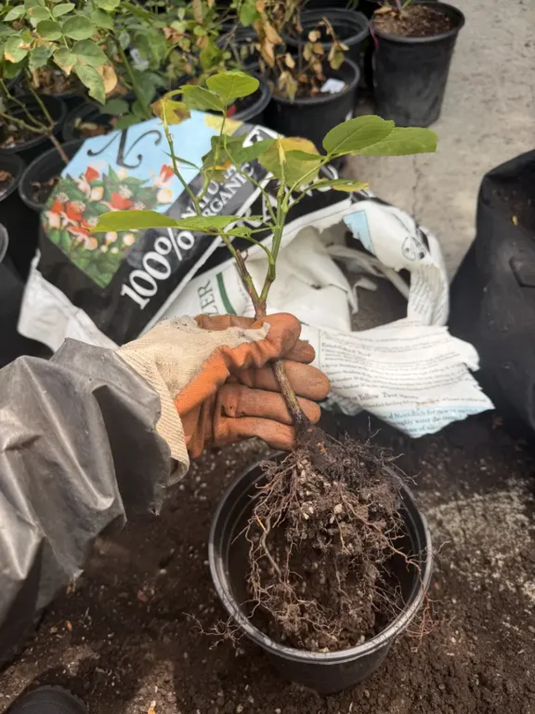 天天浇水还是蔫:八月末,先别怀疑自己手重,查一下土是不是