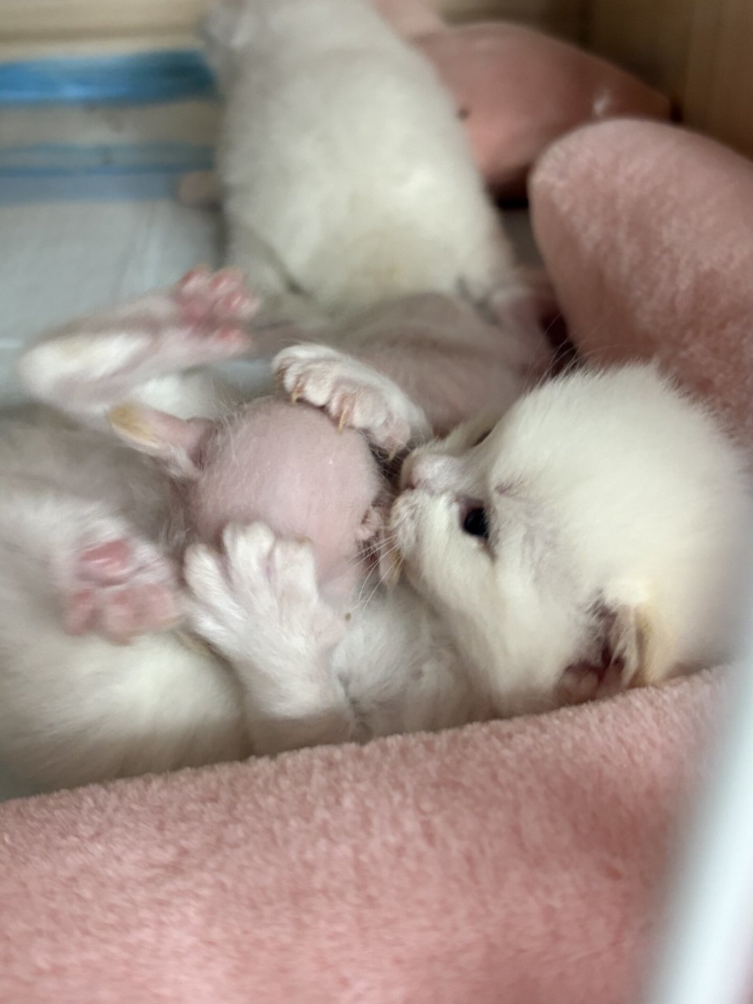 猫咪是在玩还是真打？拉架之前，先看这5个信号