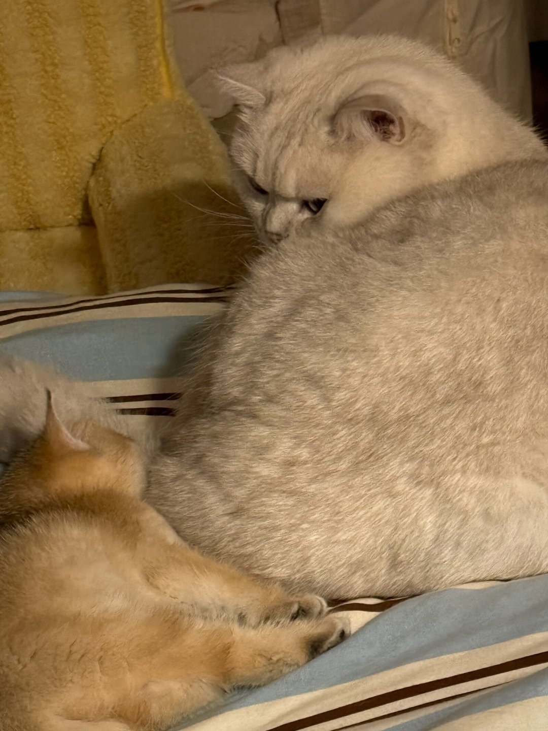 猫咪是在玩还是真打？拉架之前，先看这5个信号