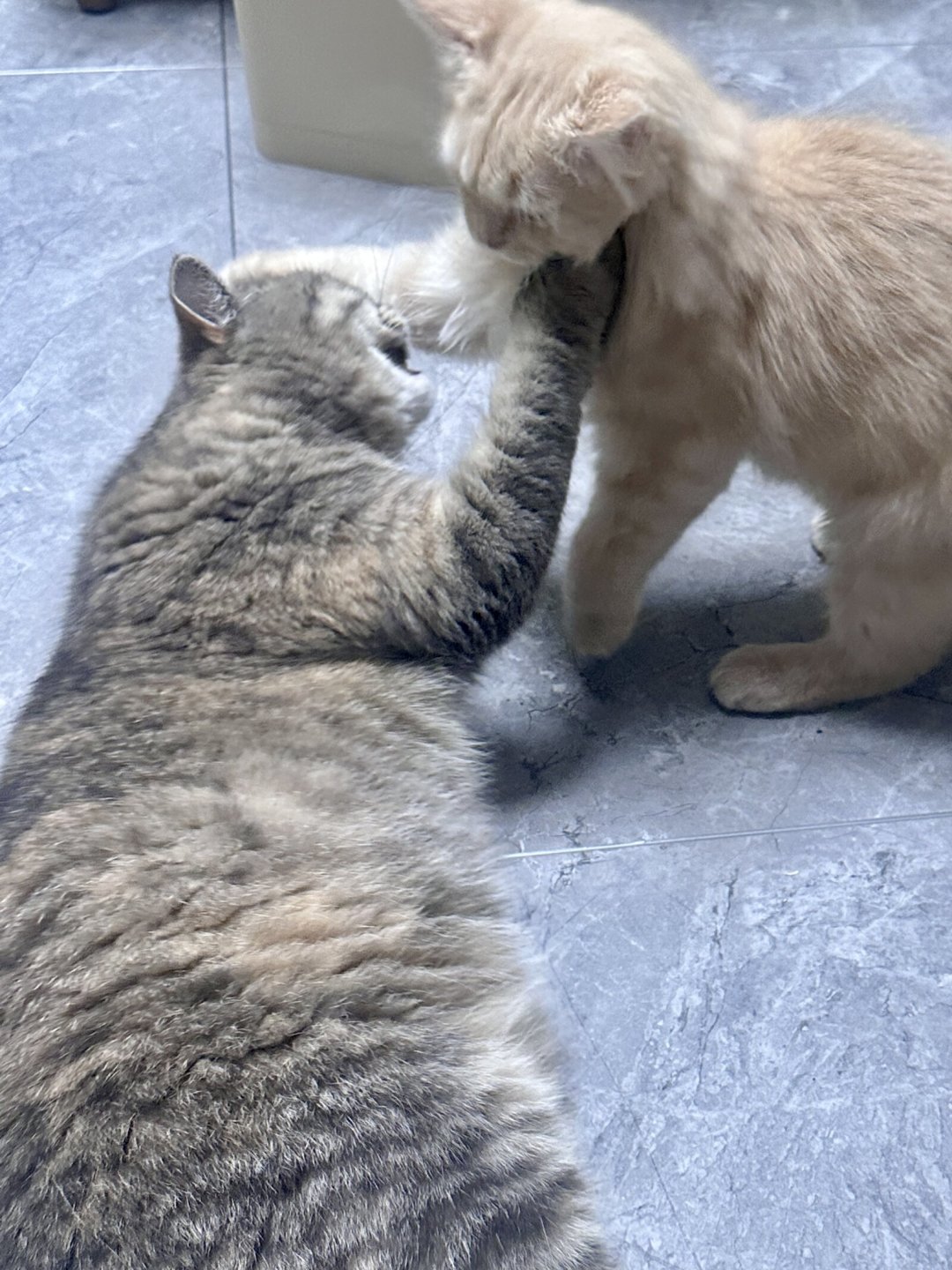 猫咪是在玩还是真打？拉架之前，先看这5个信号