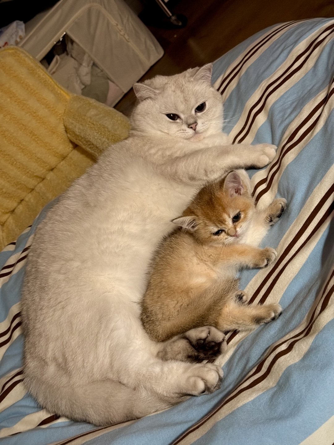 猫咪是在玩还是真打？拉架之前，先看这5个信号