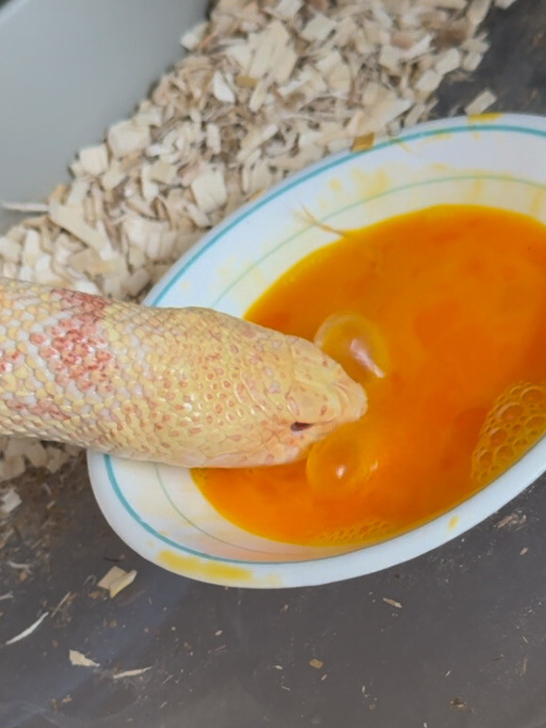 宠物蛇不吃，先别急着填食：8月下旬正是拒食高发期，五步分清「不想吃」还是「不能吃」