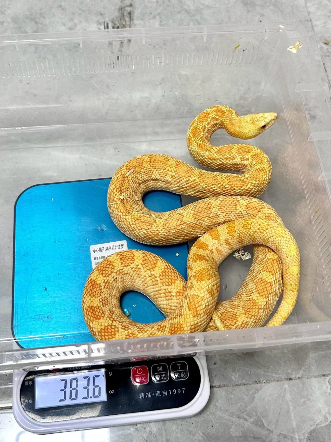 宠物蛇不吃，先别急着填食：8月下旬正是拒食高发期，五步分清「不想吃」还是「不能吃」