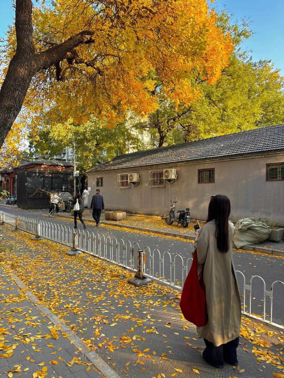 华北赏秋时间表：呼伦贝尔9月上旬、乌兰布统中秋档、北京10月底，今年中秋比国庆更适合看金色