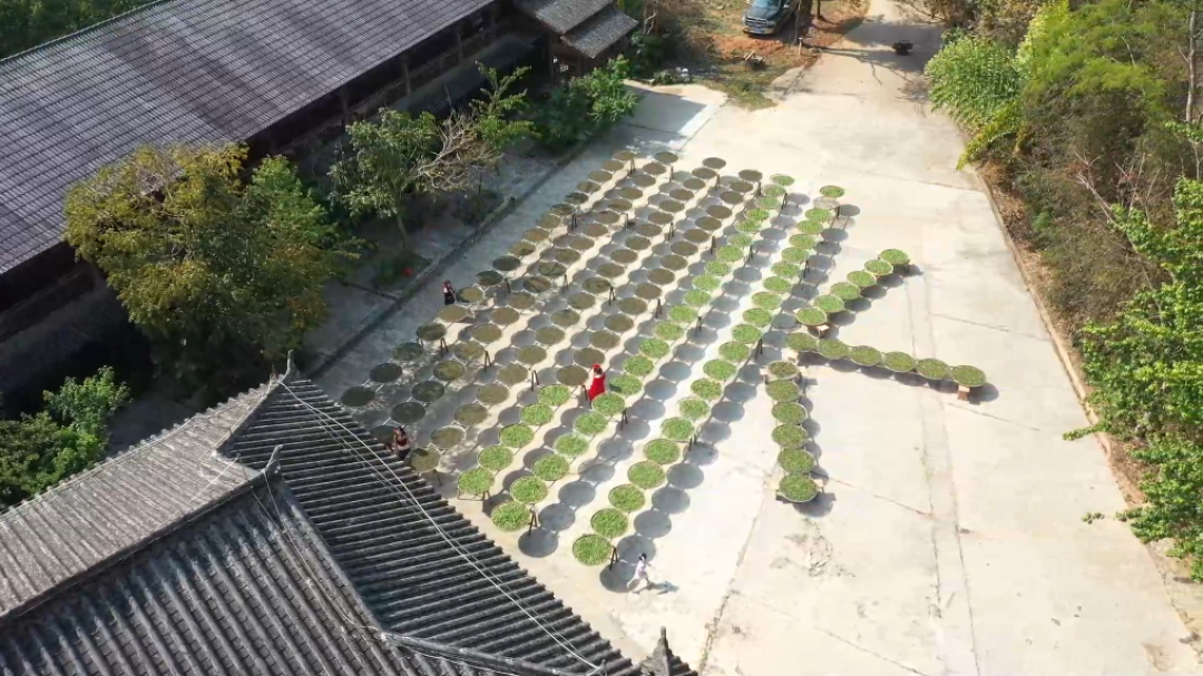 2700人点赞吹爆,333条评论劝退:看完景迈山的两极口碑,我劝你先想清楚再去