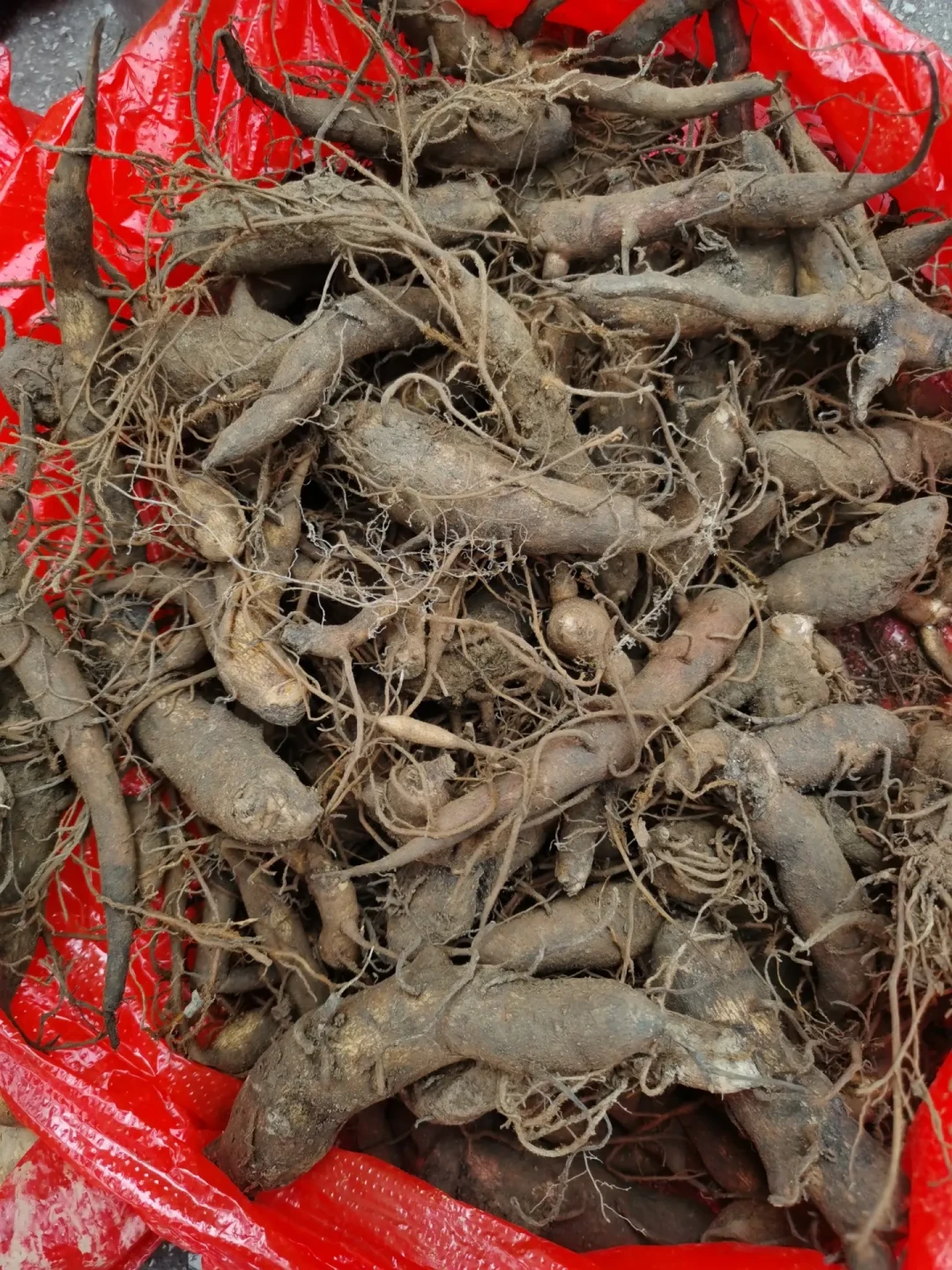 秋冬泡药酒备料季来了：草乌、曼陀罗、蛇胆，这些东西别轻易进瓶