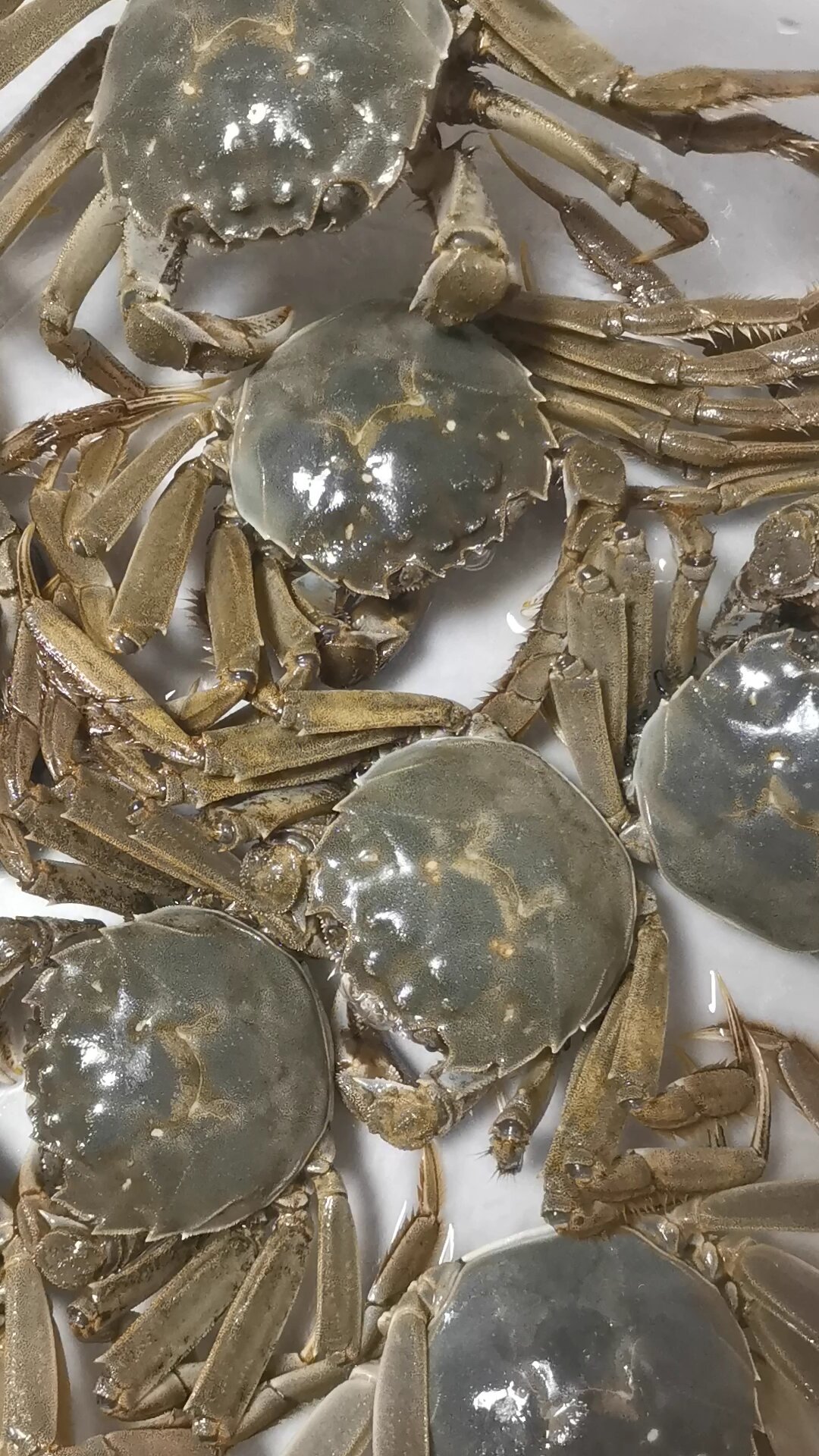 蟹券预售大战打响:蟹券本质是
