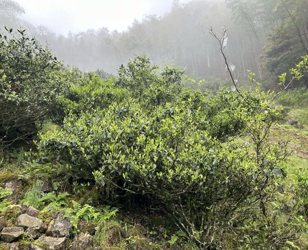 千元以下没有真桐木关金骏眉:中秋茶礼出手前,先把这笔成本账算清楚