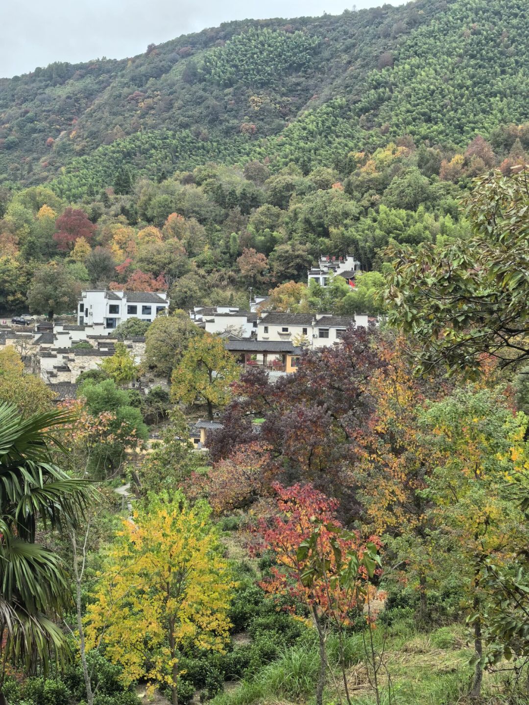 北线挤爆,南线还有三个月:2026 南线秋色接力时间表,从婺源晒秋到塔川红叶