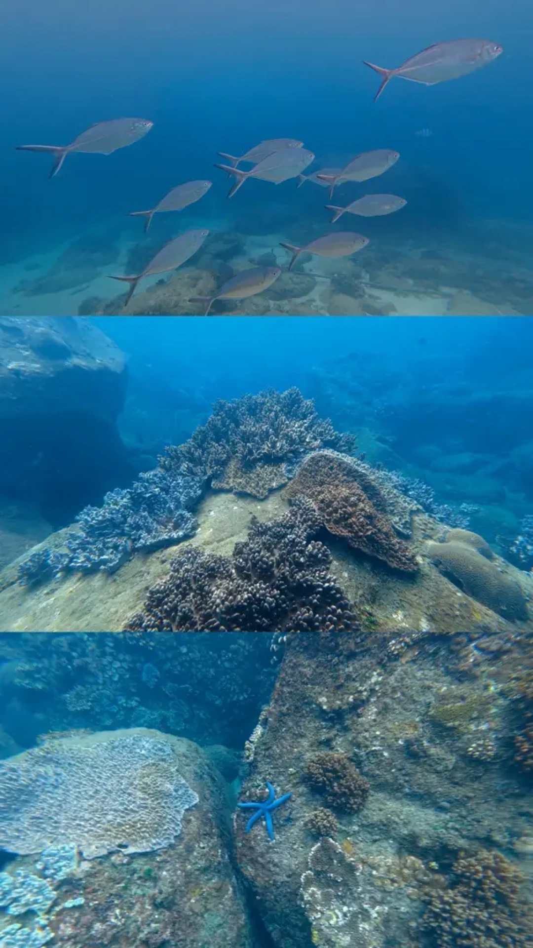 台风“紫檀”原地打转，蜈支洲岛暂停营业：这周去三亚潜水，先看这份海况盘点再掏钱