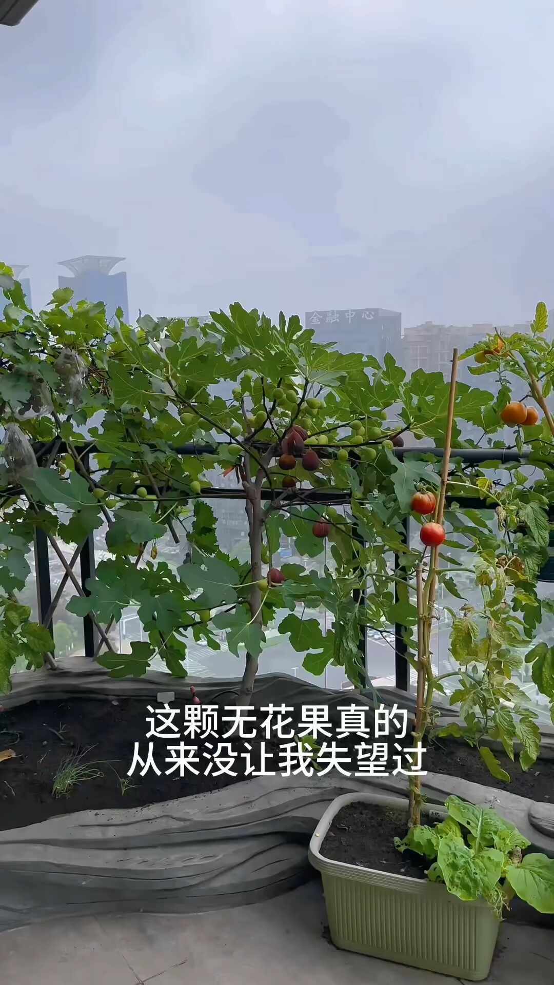 无花果正当季,阳台党先别冲波姬红:秋苗下单前想清楚三件事