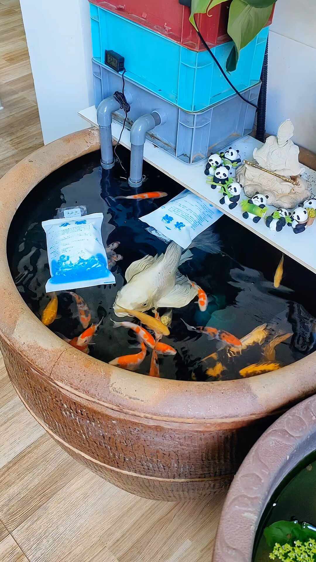 大多数鱼不是“热死”的：处暑后别急着扔冰进缸救它，这三样看不见的东西更要命