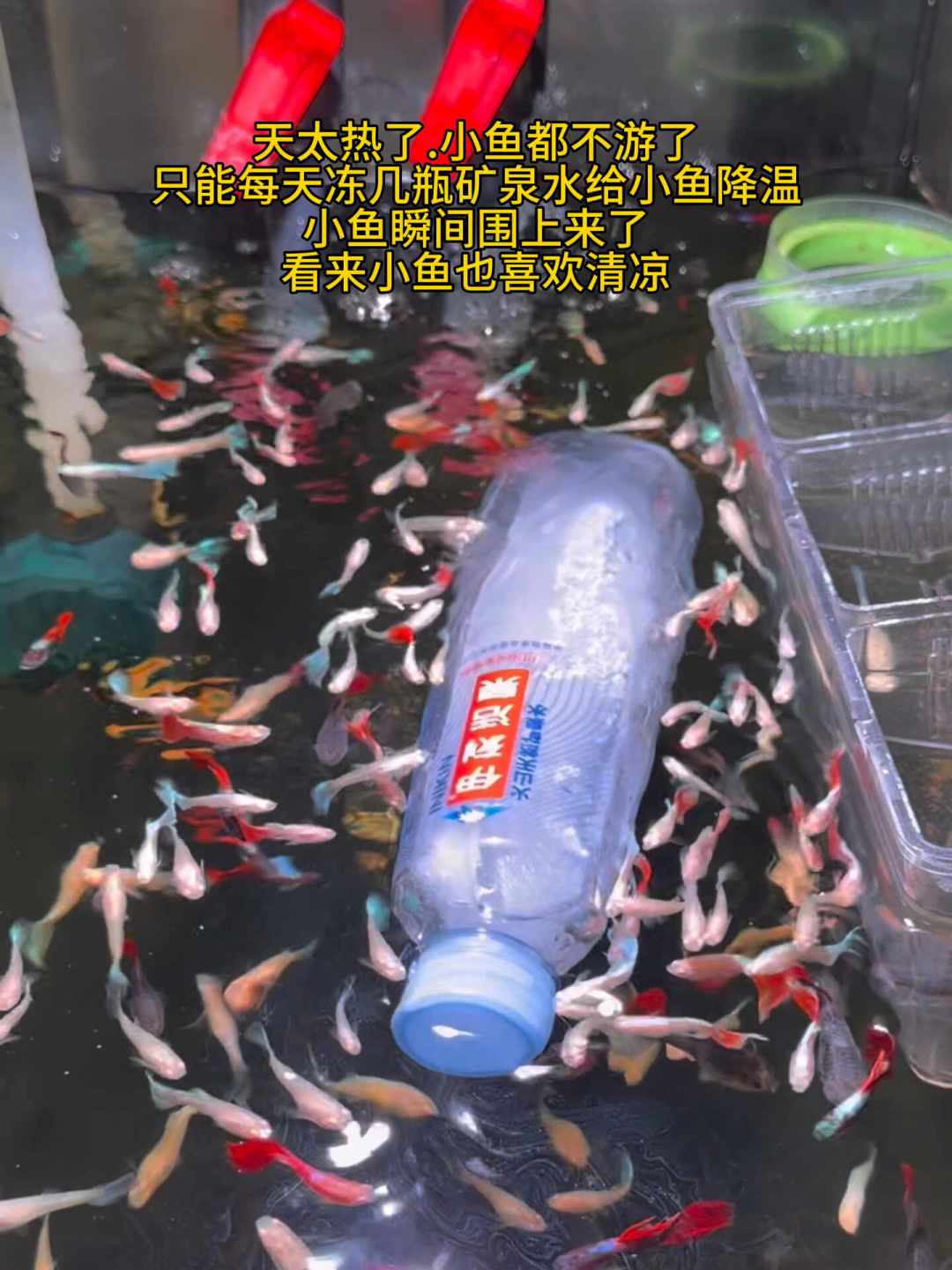 大多数鱼不是“热死”的：处暑后别急着扔冰进缸救它，这三样看不见的东西更要命