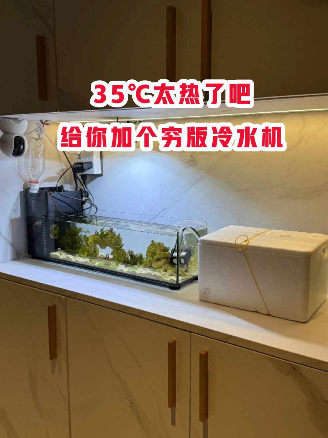 大多数鱼不是“热死”的：处暑后别急着扔冰进缸救它，这三样看不见的东西更要命
