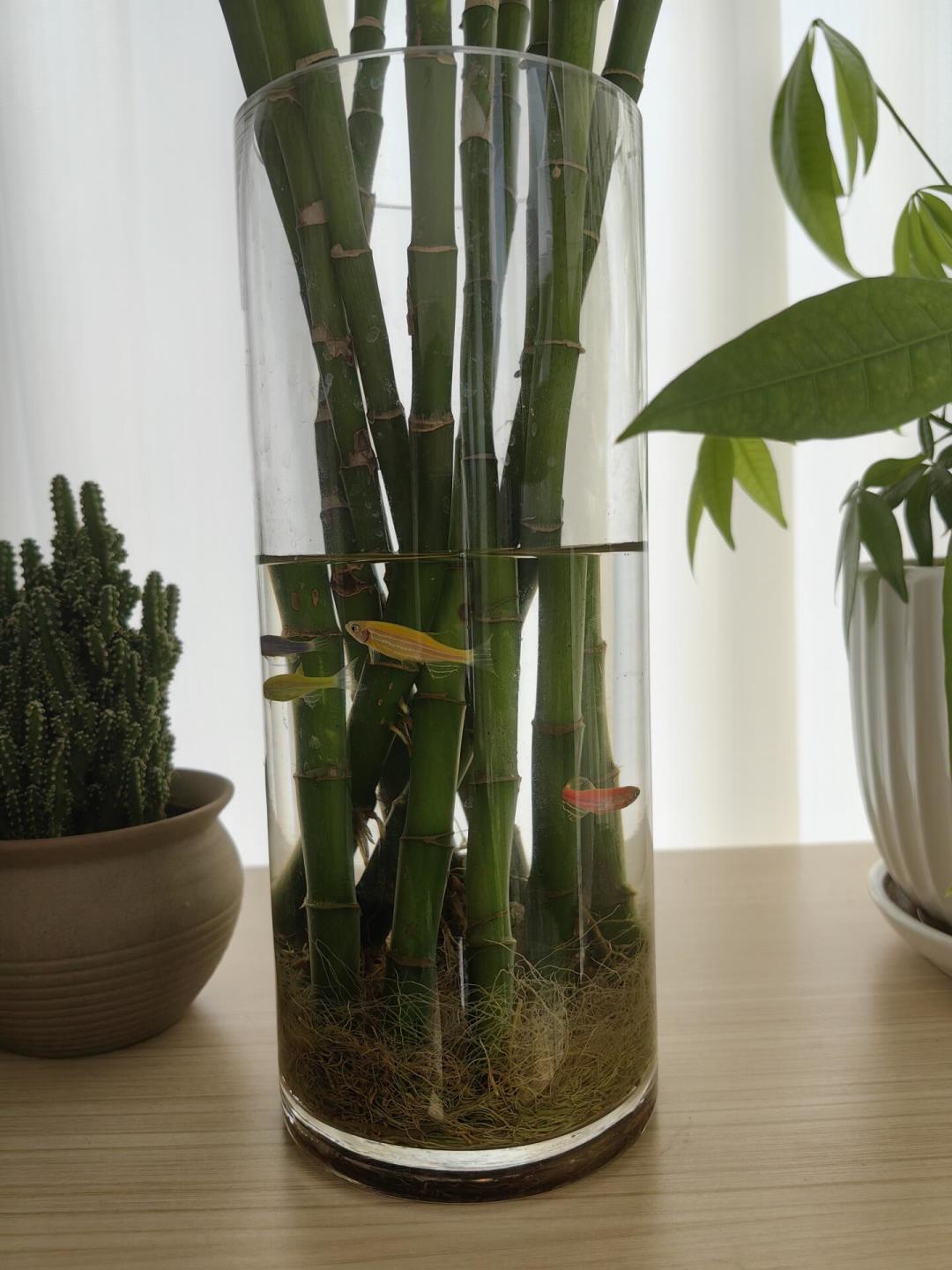 水培瓶被疾控点名：光换水没用，还得刷——蚊媒高峰期的3种保命养法