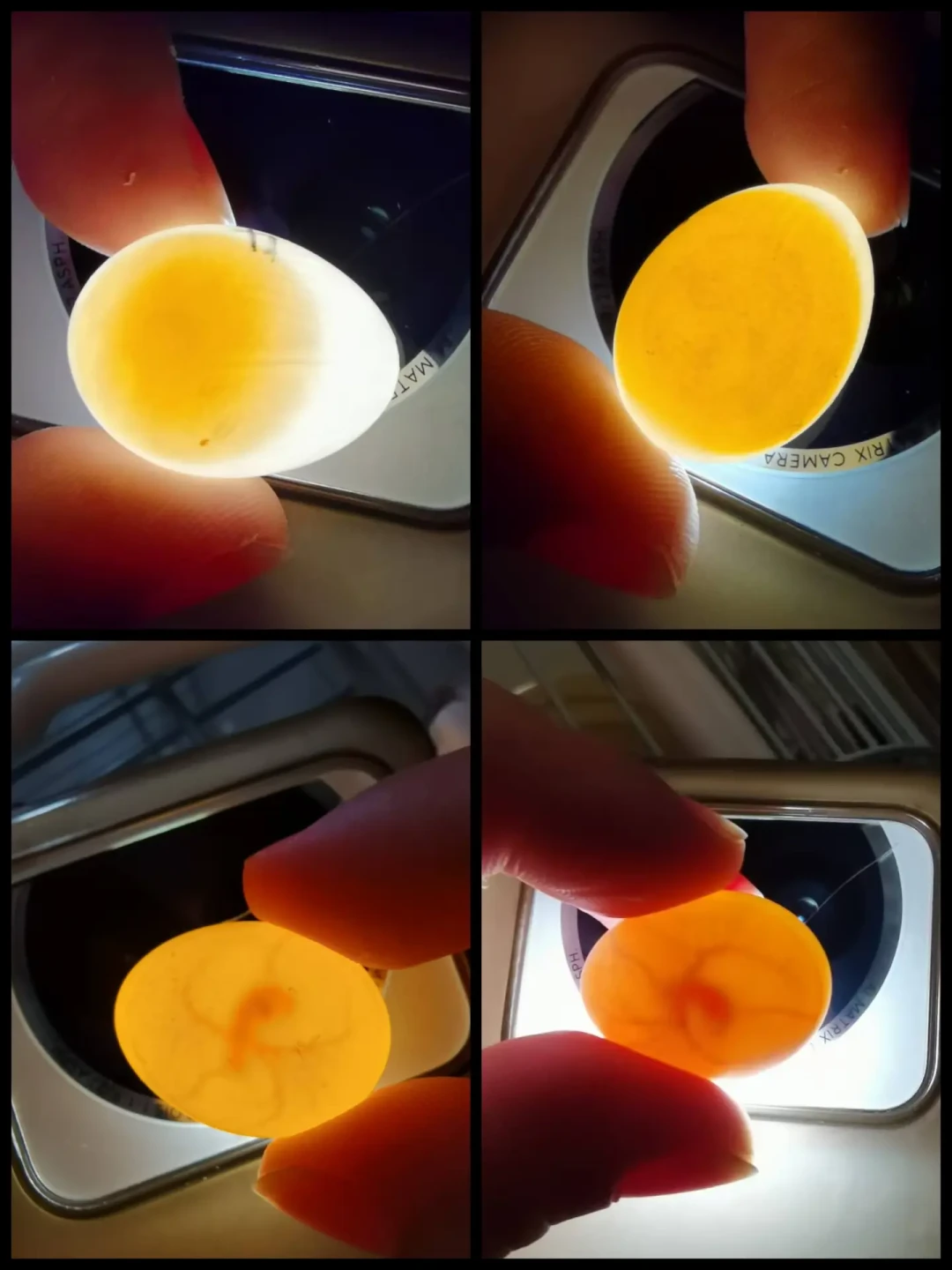 想繁殖牡丹鹦鹉，现在正当挂巢期：四项检查+时间线+头窝避坑，一次讲清