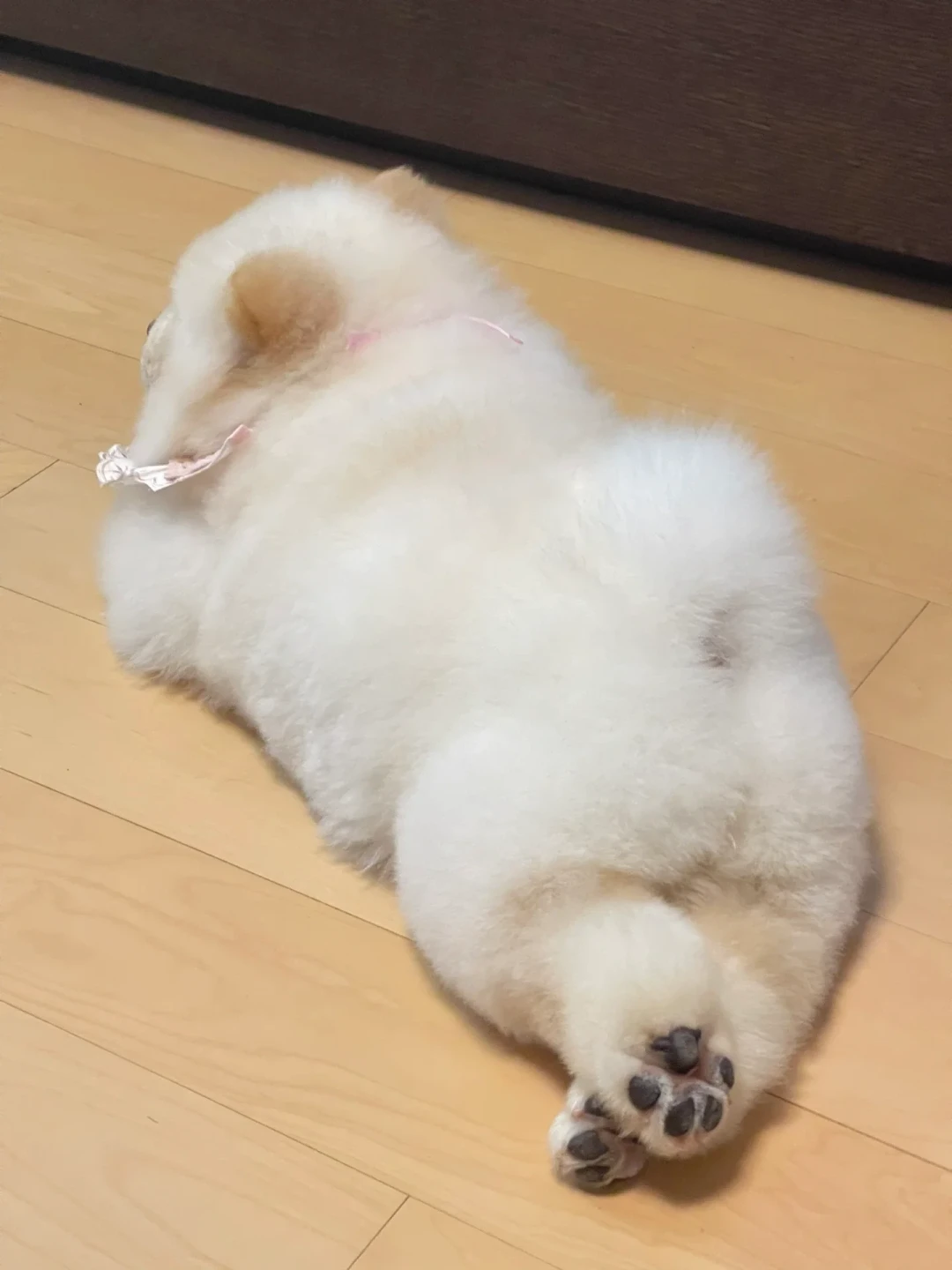 今天正式出伏，但小型犬的防暑还没结束：今年秋老虎有点凶，还有3个只有小型犬会踩的坑