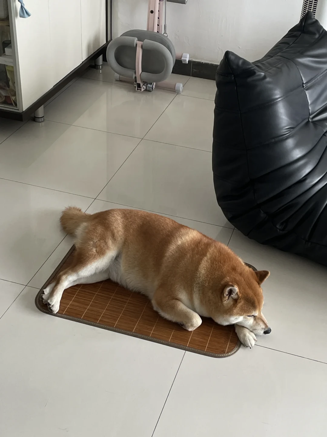 今天正式出伏，但小型犬的防暑还没结束：今年秋老虎有点凶，还有3个只有小型犬会踩的坑