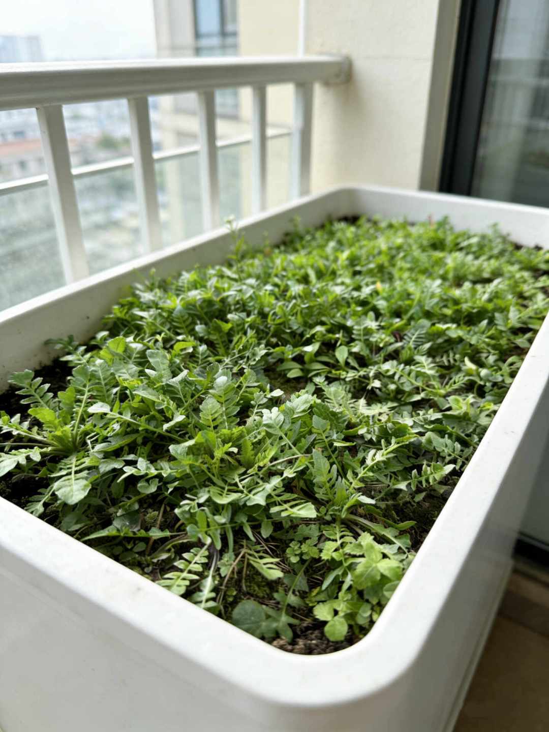 “甲醛白菜”刷屏后想自己种菜?秋菜里不打药最难种的,恰恰是白菜