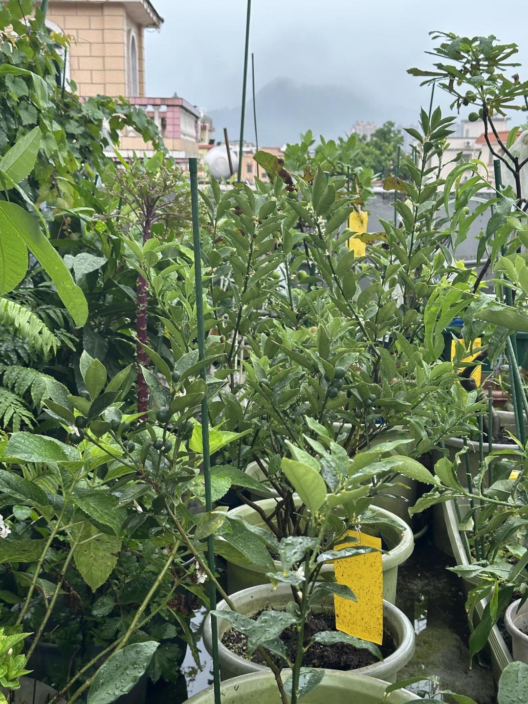 “甲醛白菜”刷屏后想自己种菜?秋菜里不打药最难种的,恰恰是白菜