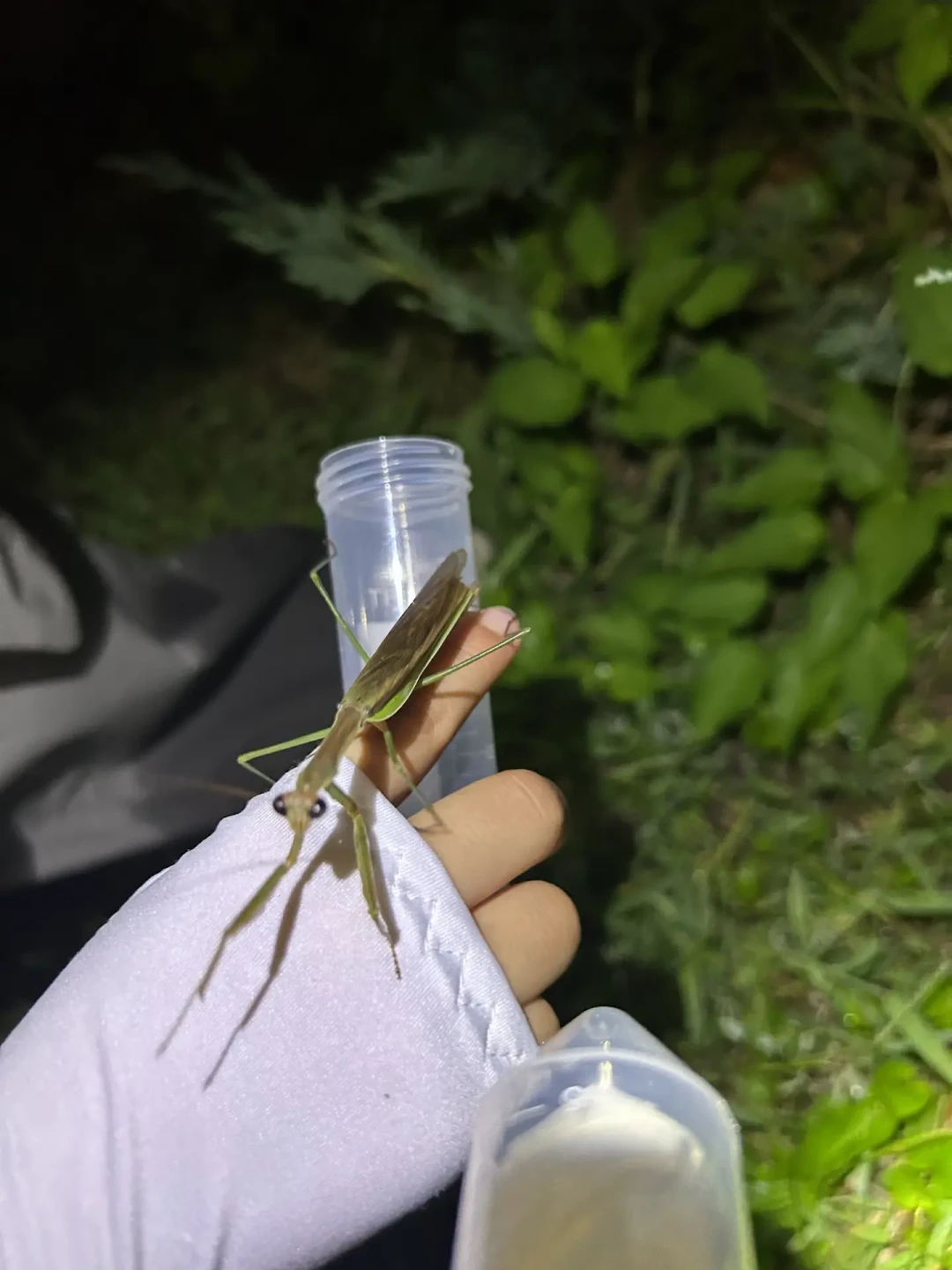 暑假最后一周带娃夜间寻虫:169元的研学团和百元内DIY,哪个更值