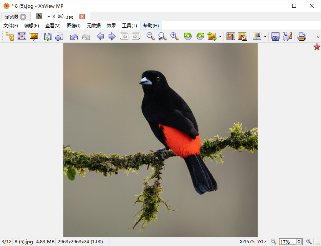 硬盘里几万张杂图?用免费的 XnView MP 一次性理顺:改名、转格式、压缩一步到位