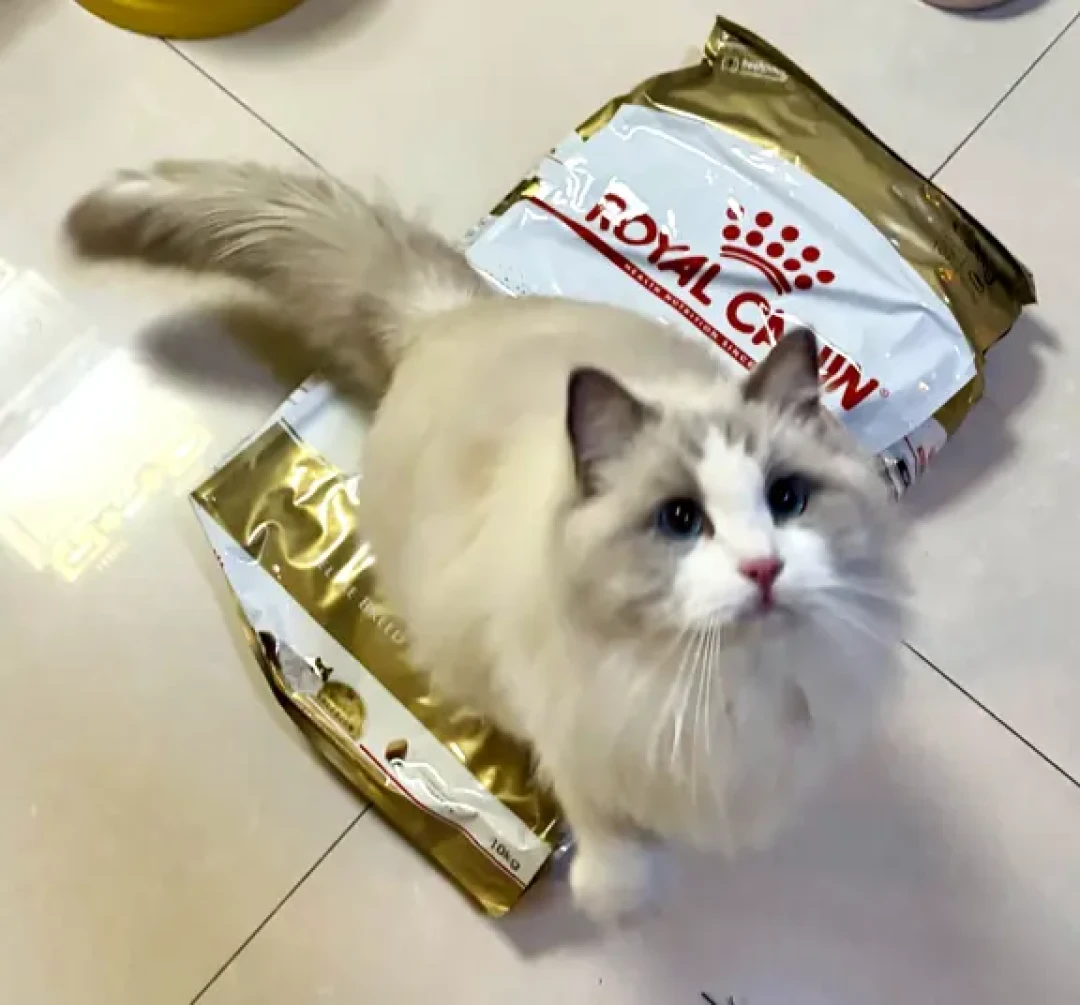 皇家猫粮宠物节预告价流出:6个型号全解读,单价算清再囤货