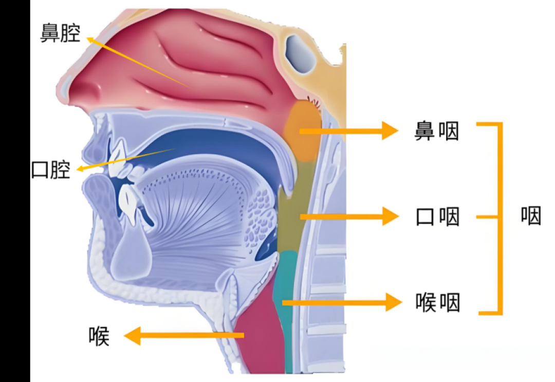 别急着自学咽音：我翻了全网几十篇教程，发现教的可能根本不是同一个东西