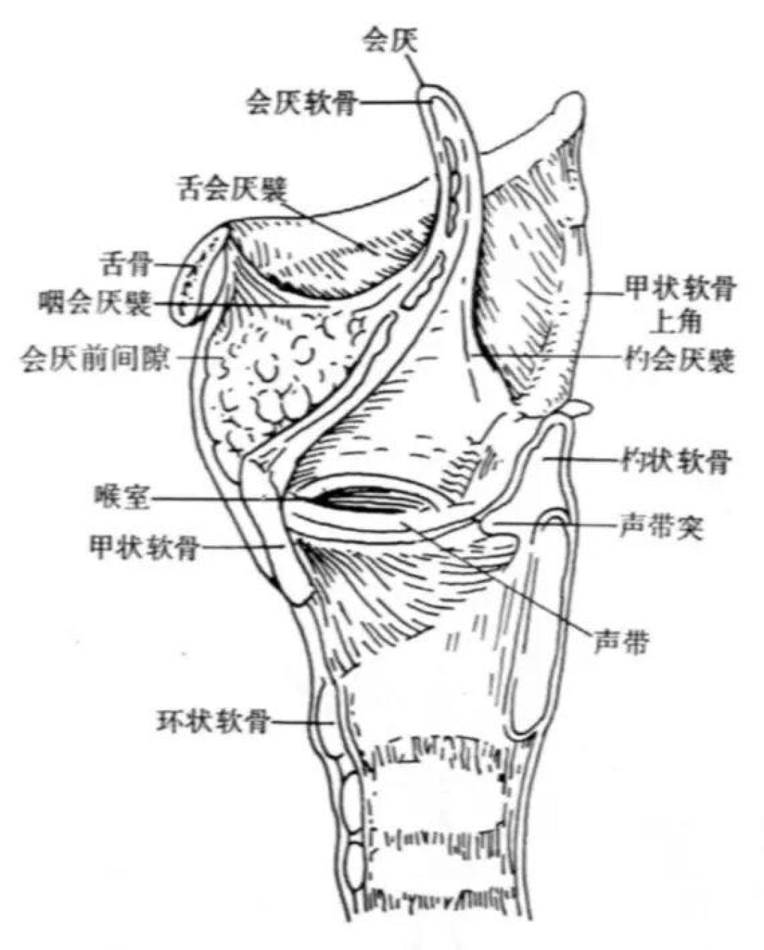 别急着自学咽音：我翻了全网几十篇教程，发现教的可能根本不是同一个东西